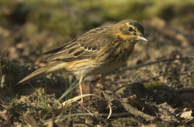 Tree pipit - Anthus trivialis