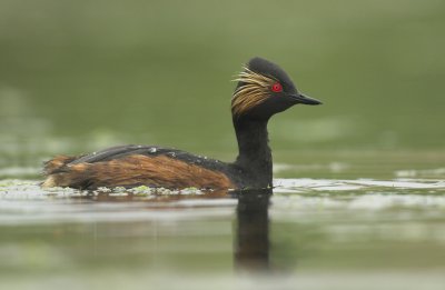 Black-necked grebe - Podiceps nigricollis