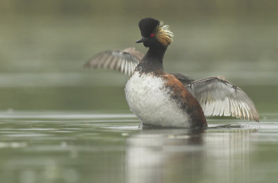 Black-necked grebe - Podiceps nigricollis