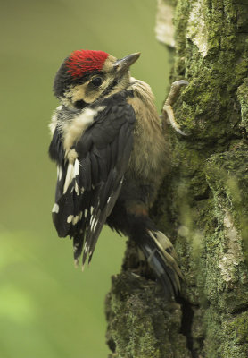Great spotted woodpecker juvenile - Dendrocopos major
