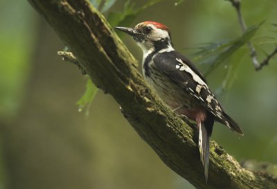 Middle spotted woodpecker - Dendrocopos medius