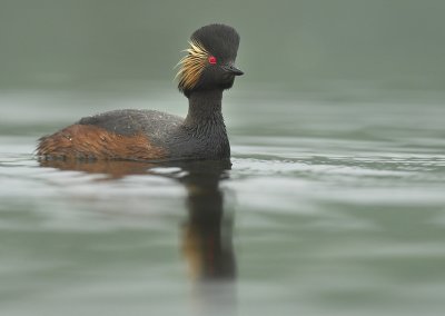 Black-necked grebe - Podiceps nigricollis