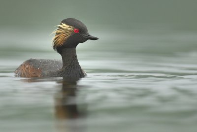 Black-necked grebe - Podiceps nigricollis