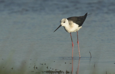 Black-winged stilt - Himantopus himantopus