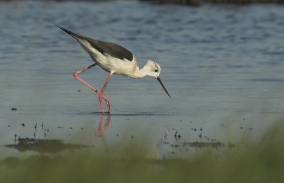 Black-winged stilt - Himantopus himantopus