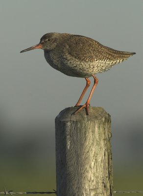 Redshank - Tringa totanus