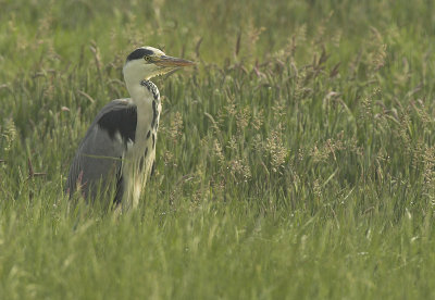 Grey Heron - Ardea cinerea