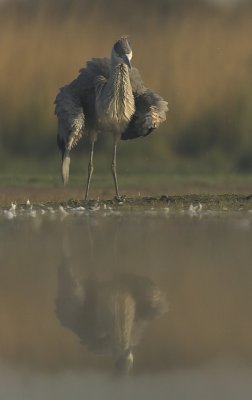 Grey Heron - Ardea cinerea