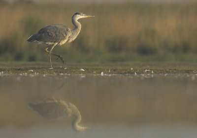 Grey Heron - Ardea cinerea