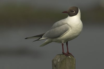 Black-headed gull - Larus ridibundus