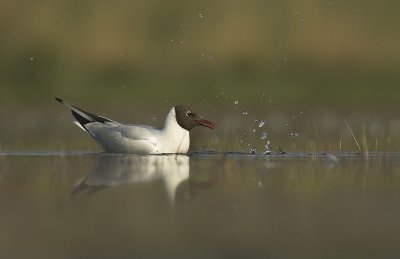 Black-headed gull - Larus ridibundus