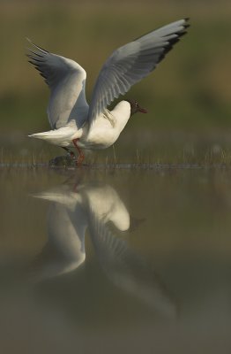 Black-headed gull - Larus ridibundus