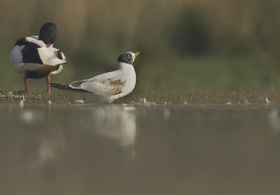 Mediterranean gull - Larus melanocephalus