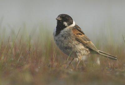 Reed bunting - Emberiza schoeniclus