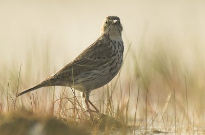 Meadow pipit - Anthus pratensis