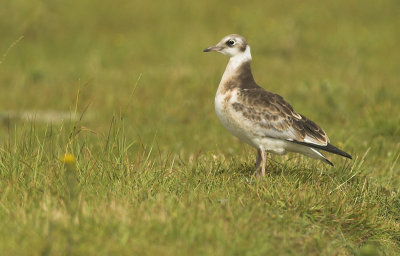 Black-headed gull - Larus ridibundus