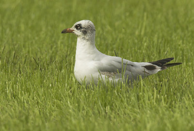 Mediterranean gull - Larus melanocephalus