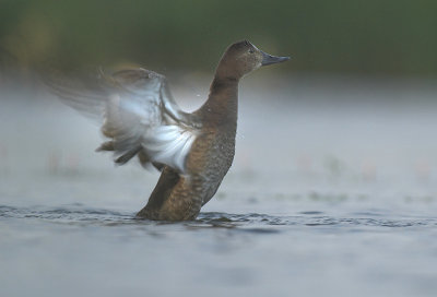 Pochard - Aythya ferina