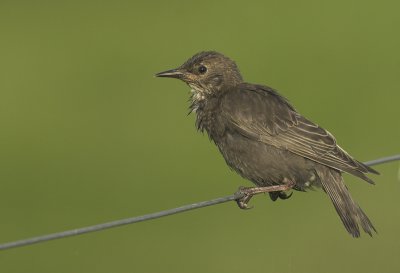 Starling juvenile - Sturnus vulgaris