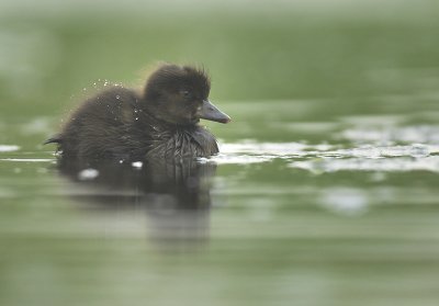 Tufted duck - Aythya fuligula