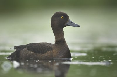 Tufted duck - Aythya fuligula