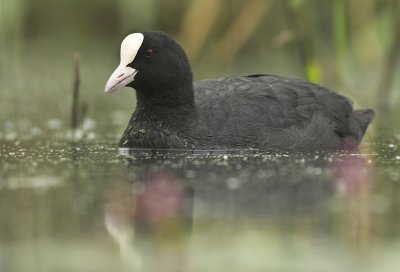 Coot - Fulica atra