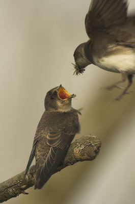 Sand Martin - Riparia riparia