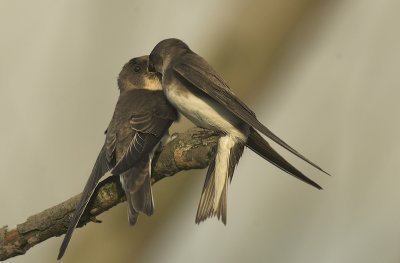 Sand Martin - Riparia riparia