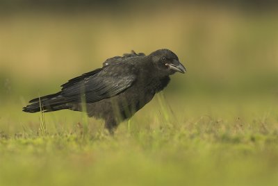 Carrion crow - Corvus corone