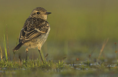 Stonechat - Saxicola torquata