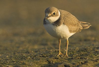Little ringed plover - Charadrius dubius