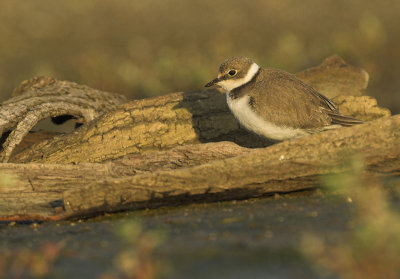 Little ringed plover - Charadrius dubius