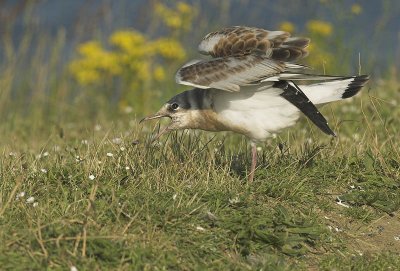 Black-headed gull juvenile - Larus ridibundus