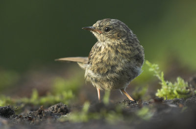 Dunnock - Prunella modularis