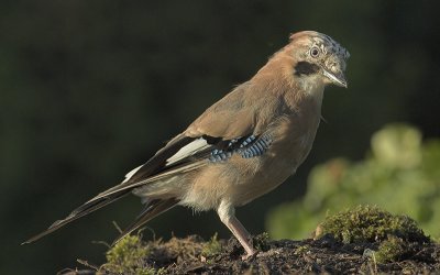 Jay - Garrulus glandarius