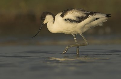 Avocet - Recurvirostra avosetta