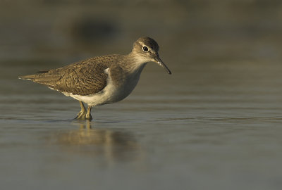 Common sandpiper - Actitis hypoleucos