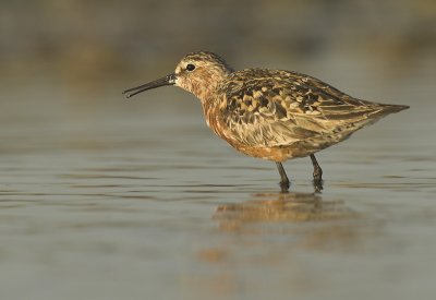 Curlew sandpiper - Calidris ferruginea - Kallo, 21/07/07