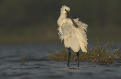 Spoonbill - Platalea leucorodia