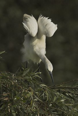 Little egret - Egretta garzetta