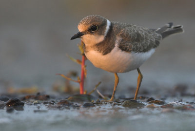 Little ringed plover - Charadrius dubius