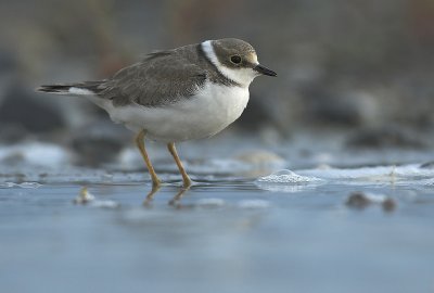 Little ringed plover - Charadrius dubius