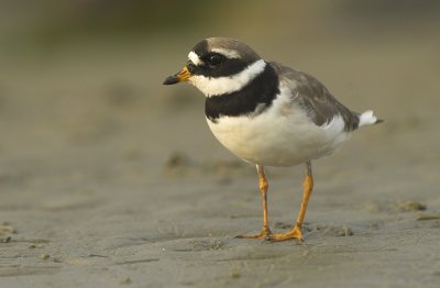 Ringed plover - Charadrius hiaticula