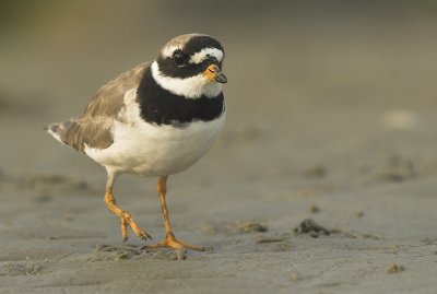 Ringed plover - Charadrius hiaticula