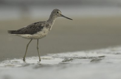 Greenshank - Tringa nebularia