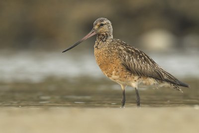 Bar-tailed godwit - Limosa lapponica