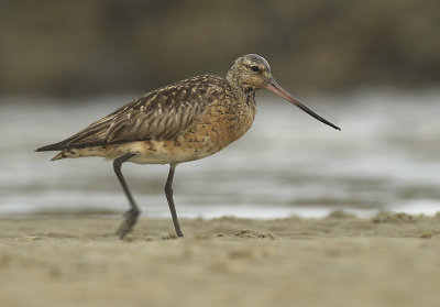 Bar-tailed godwit - Limosa lapponica