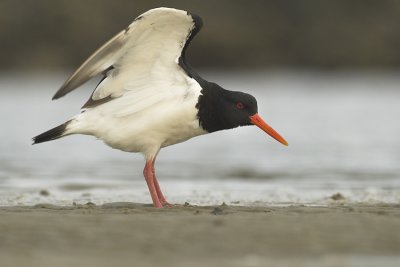 Oystercatcher - Haematopus ostralegus