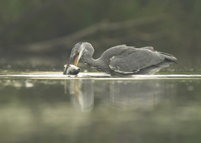 Grey heron - Ardea cinerea