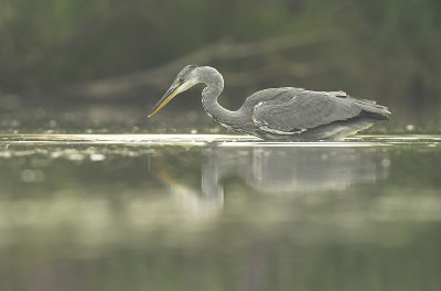 Grey heron - Ardea cinerea